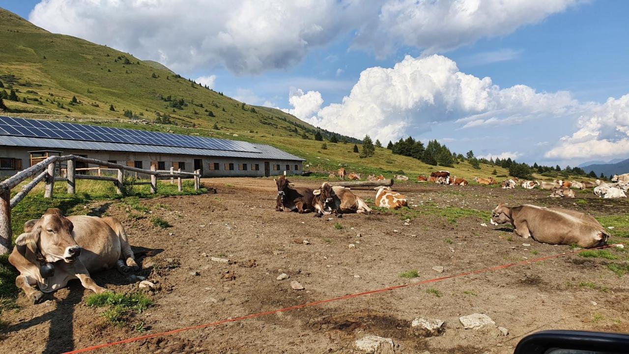 Marmot Apartment Dimaro Exterior foto